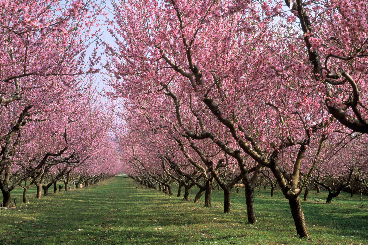 50_paisajes_donde_siempre_deberia_ser_primavera_812377353_1200x800