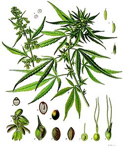 cannabis_sativa_-_kohler-s_medizinal-pflanzen-026